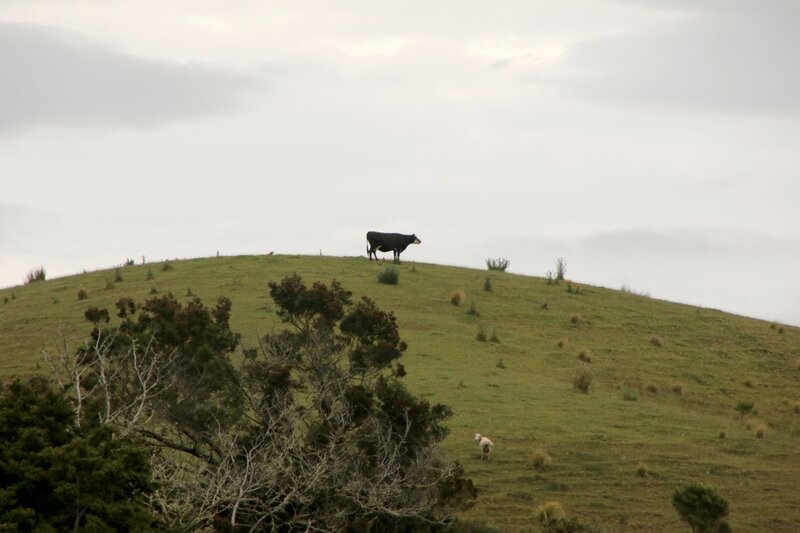 4W7A6828 Tutukaka
