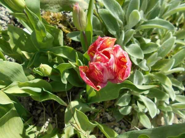 tulipes215