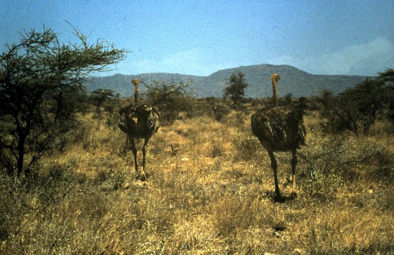tsavo autruche c