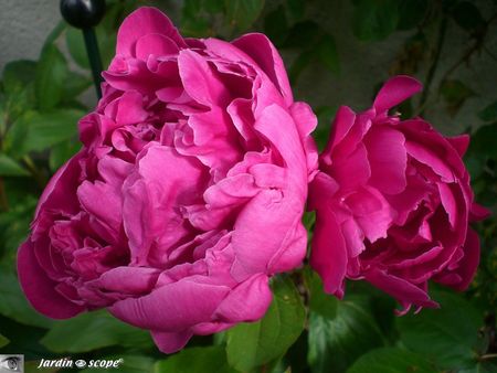 Pivoine_rouge_5