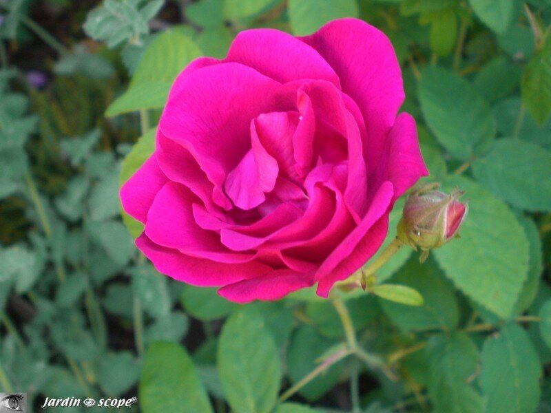 Rosier botanique 'Gallica'
