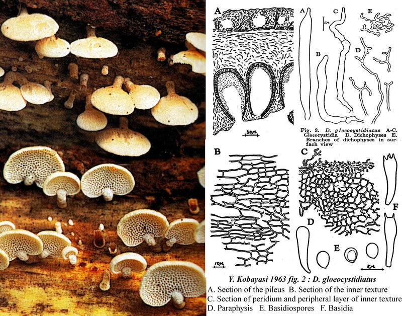 Dictyopanus_gloeocystidiatus_Corner_FB_54_mont