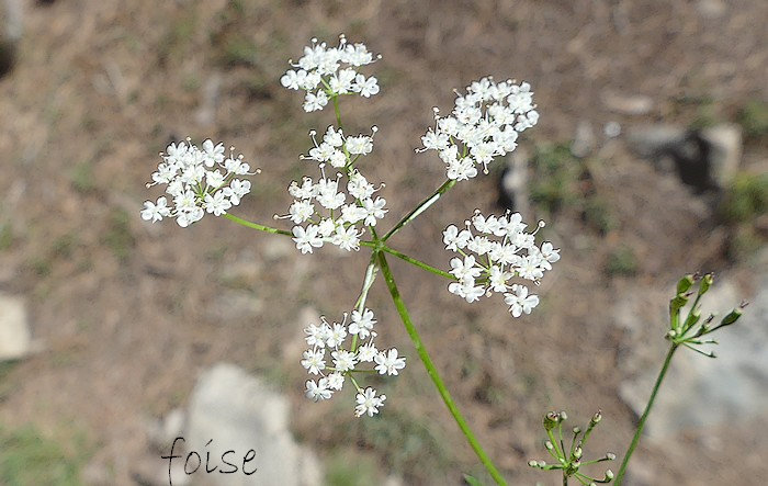 fleurs blanches en ombelle de 7 à 12 rayons grêles