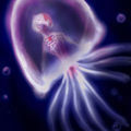 une méduse immortelle est à ce jour le seul animal connu capable de retourner à sa forme juvénile 