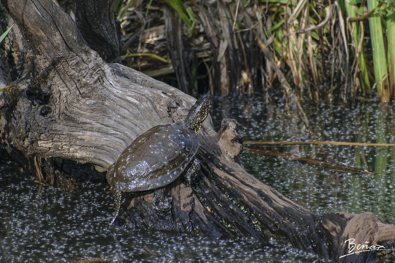 Tortue