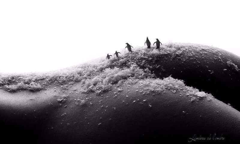 wb_Angeline pingouins neige_20200125_7318