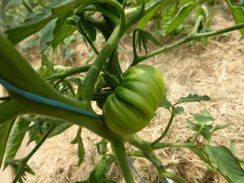 18-tomates (3)