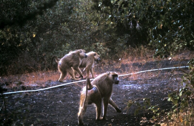 samburu babouin g