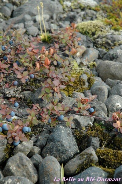 Myrtilles dans le parc national de Skaftafell.