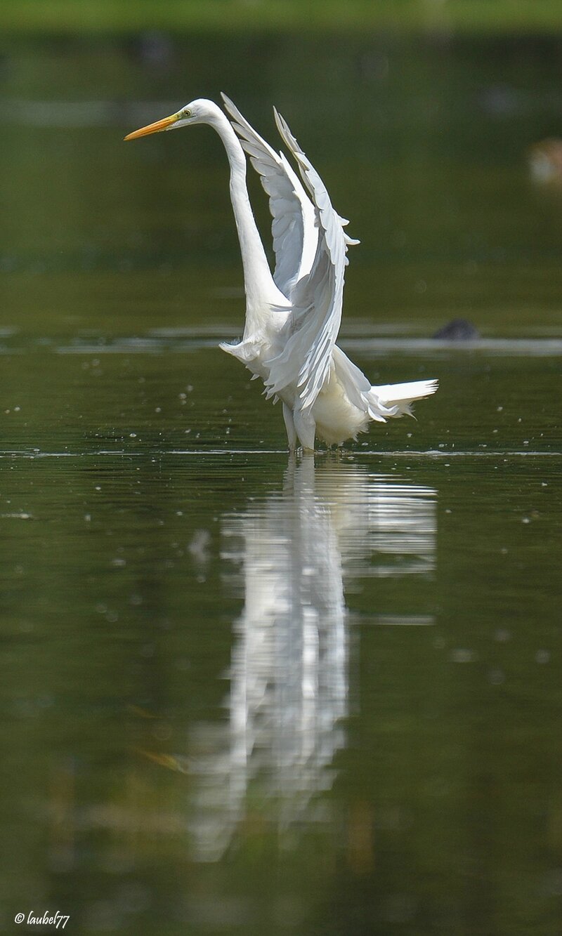 DSC_0997 grande aigrette patis