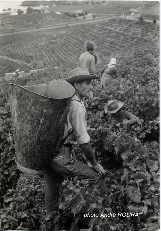 Vendanges a Paulilles, annees 1950