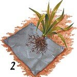 Yucca_rejets