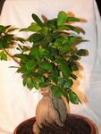 ficus_ginseng