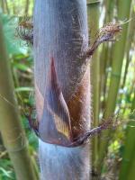 photo 3- Languette et oreillettes de gaine de chaume P nigra f henonis