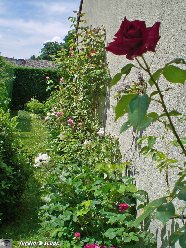 Allée 