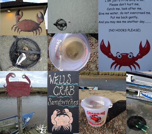 2012-11-crabing