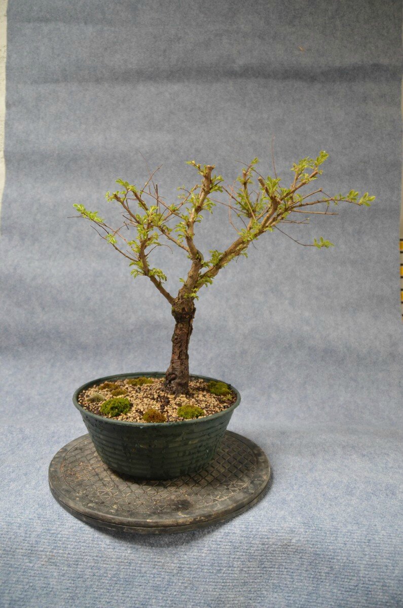 Orme du Japon Nire Japanese Elm Nire Opale Bonsaï
