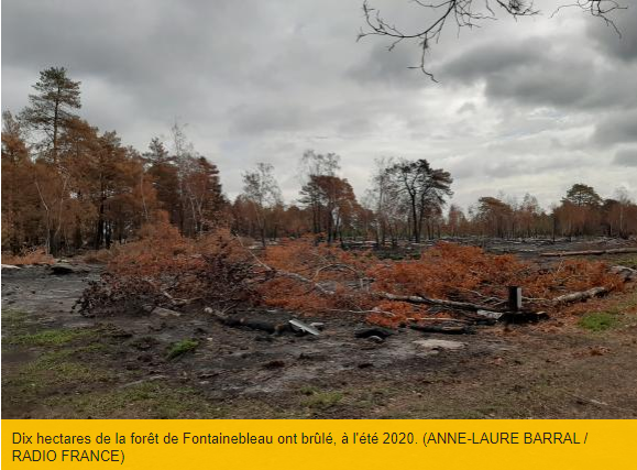 2020 08 30 arbres secs 4