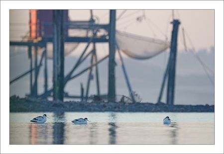 Aiguillon_lulu_avocettes_carrelets_matin_111012