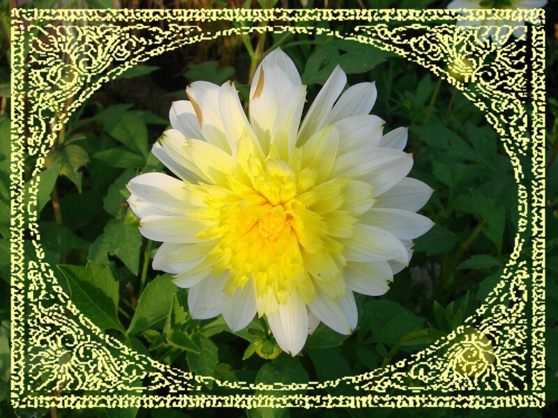 dahlia 1