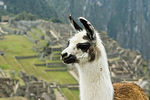 250px_Llama_on_Machu_Picchu
