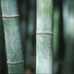 bambu_15