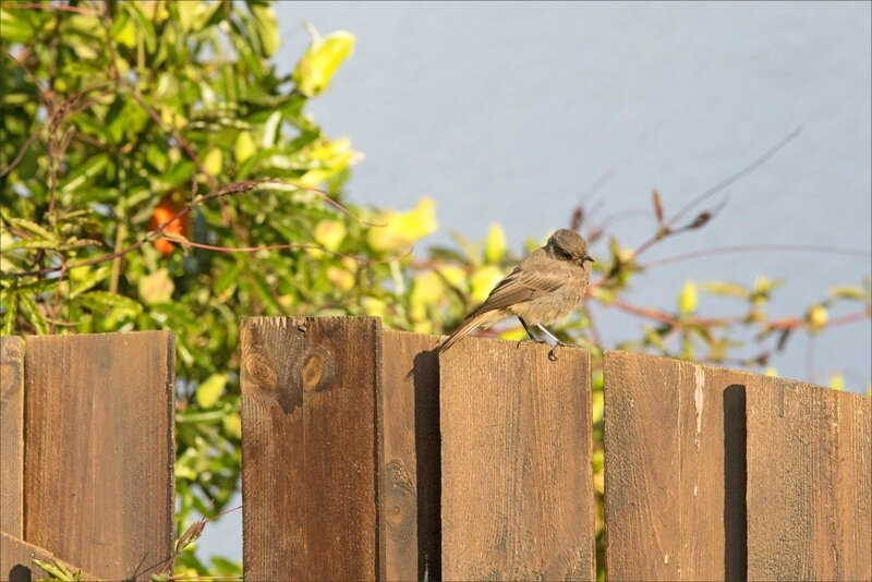 ville oiseau RQ jeune 1 190817 - Copie