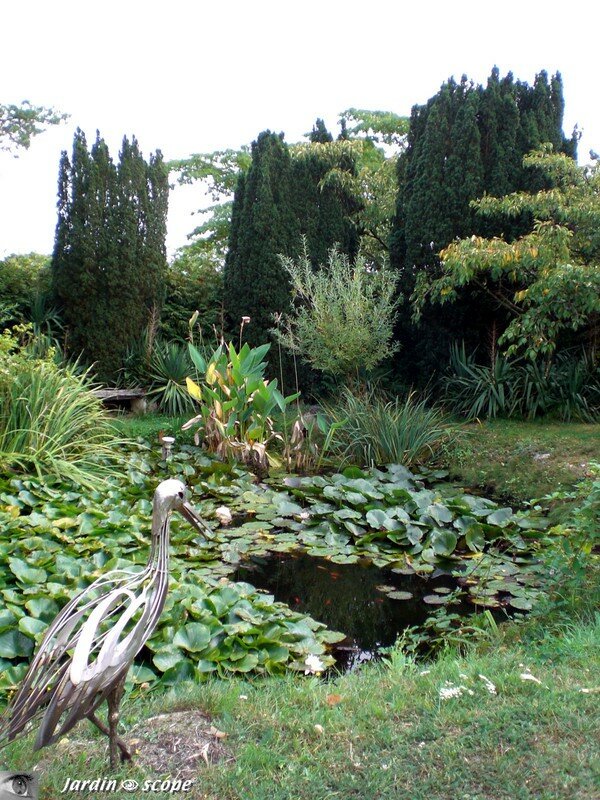 Bassin aux nénuphars
