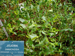 CIMG1393_Jojoba