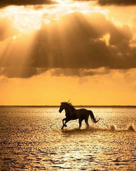 cheval