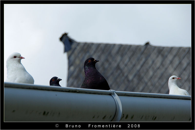 Les_pigeons_3