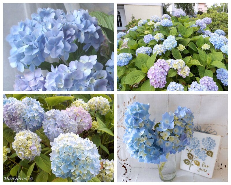 hortensias du jardin1
