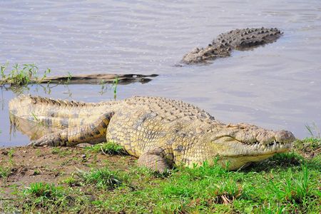 Crocodiles du Nil, réserve de Masaï Mara, Kenya (2)