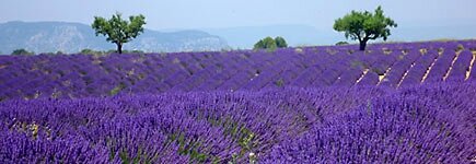 lavande_435
