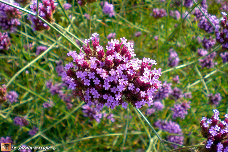 Verveine de Buenos-Aires • Verbena bonariensis