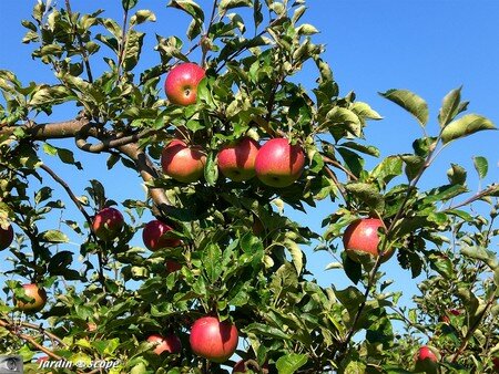 Pommes_sur_l_arbre
