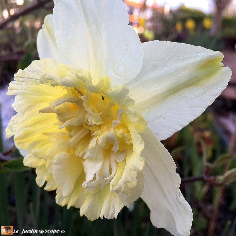 Narcissus-ice-King-2023-2