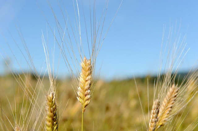 petit-epeautre observatoire des aliments