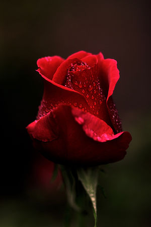 portrait_of_a_rose_by_CrisisCorps