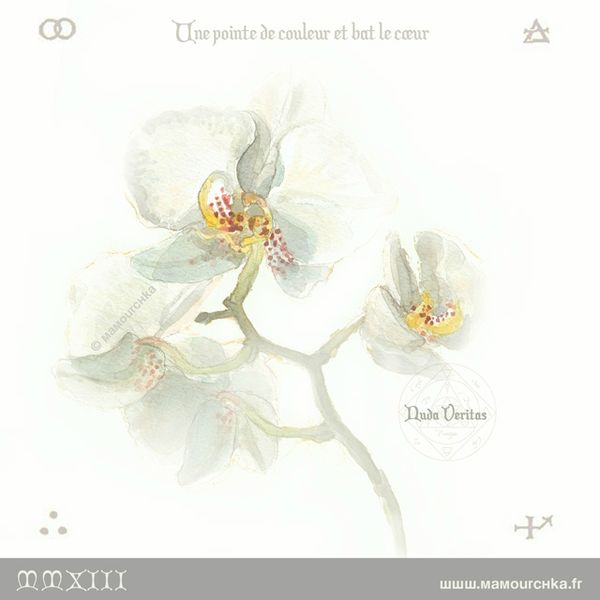 orchidee3
