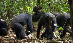 chimpanz_s8