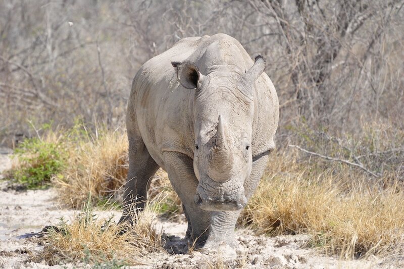 Rhinocéros blanc, parc d'Etosha, Namibie