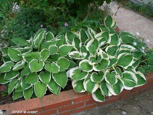 Hostas