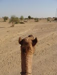 Jour_8__Jaisalmer__retour_du_d_sert__82_