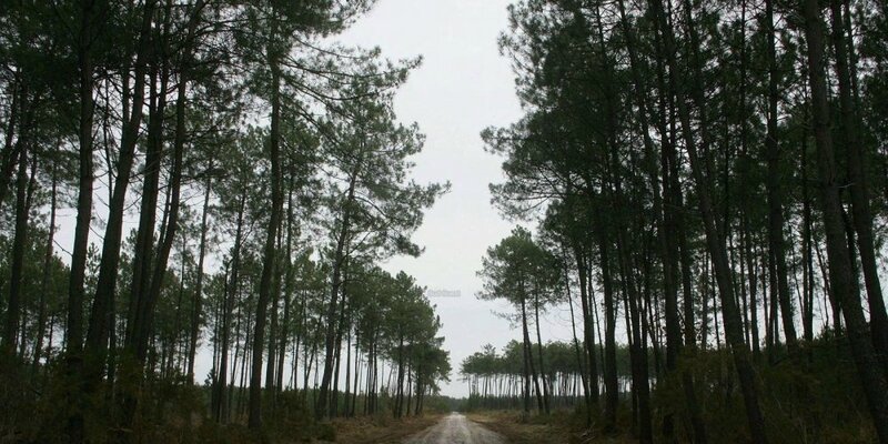 Feux de forêt le front s'organise