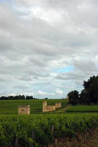 Vignes