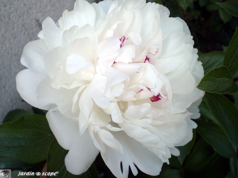 Pivoine 'Festiva maxima'