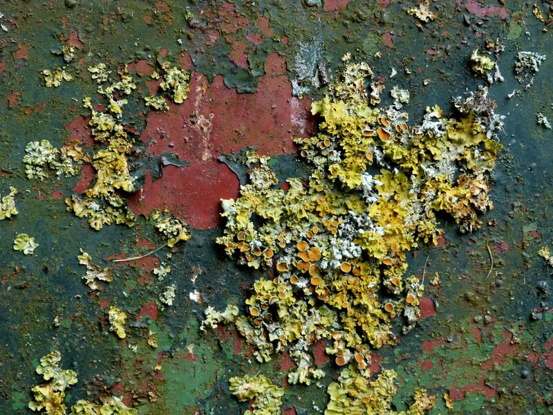 Couleur d'automne 2