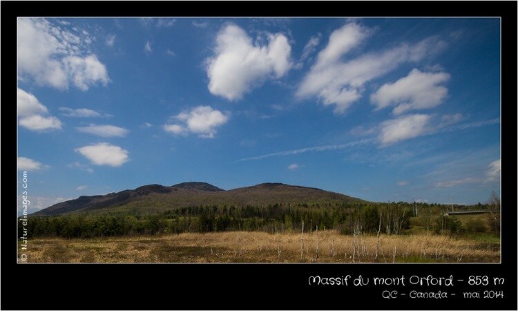 IMG_2547-naturelimages.com