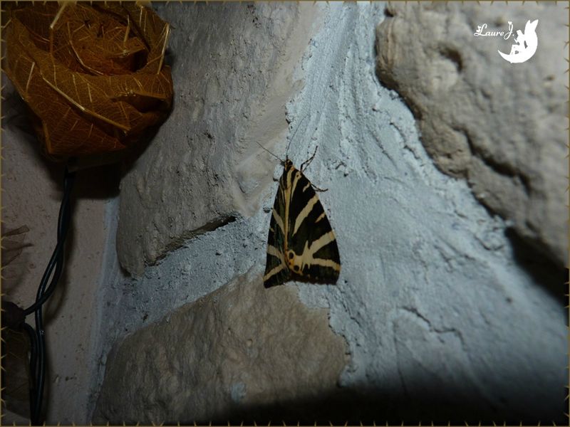 Papillon nocturne Ecaille chinée 1